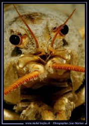 Face to face with this beautiful Cray Fish in a small fre... by Michel Lonfat 